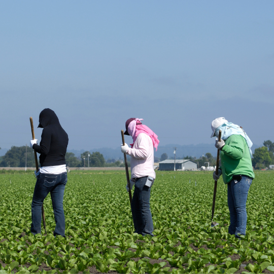California Strawberry Commission H2A Roundtable Sessions UnitedAg