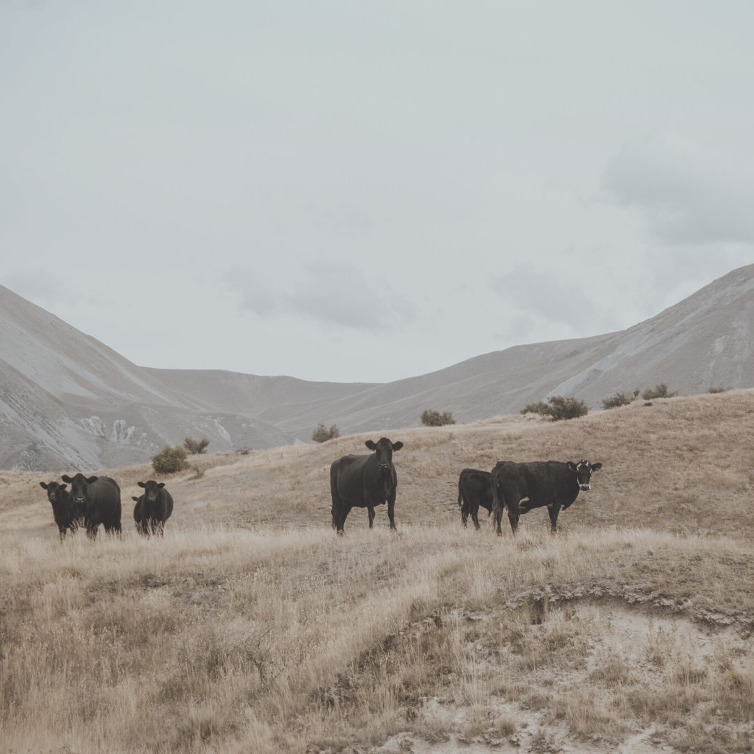 Special Investigator Act passes House Agriculture Committee UnitedAg