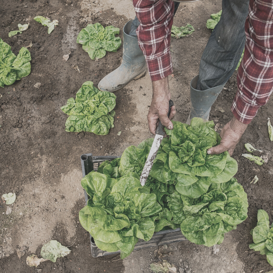 Farm Workforce Modernization Act ‘No One Can Afford to Wait Any Longer